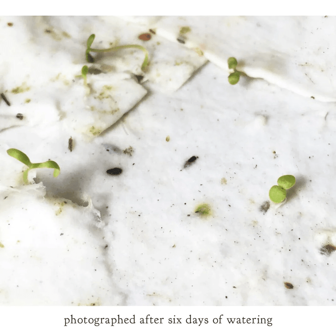 Summer Plovers Plantable Herb Seed Card - Petra Star